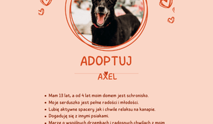 Adoptuj psa