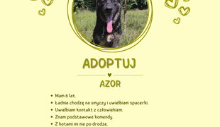Adoptuj psa