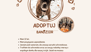 Adoptuj psa