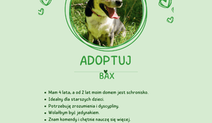 Adoptuj psa