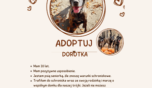 Adoptuj psa