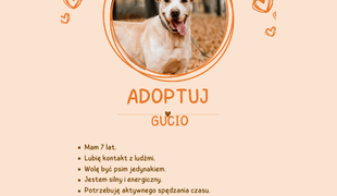 Adoptuj psa