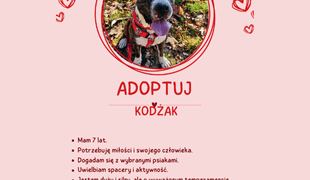 Adoptuj psa