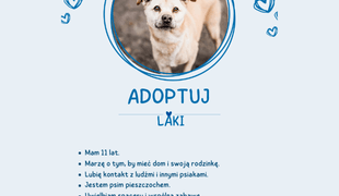 Adoptuj psa