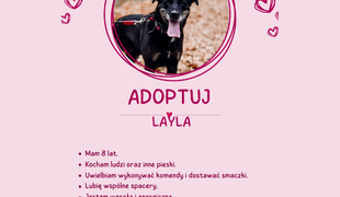 Adoptuj psa