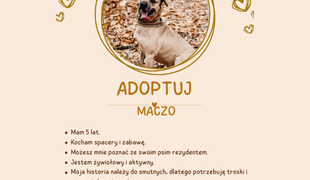 Adoptuj psa