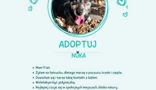 Adoptuj psa