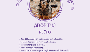 Adoptuj psa