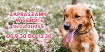 Spacer schronisko bytom